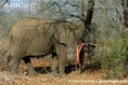 African-elephant-stripping-bark.jpg (130 KB)