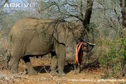 African-elephant-stripping-bark