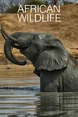 African Wild Elephant.jpg (119 KB)