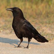 American Crow as Malagasy Green Sunbird