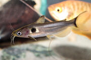 C7 ag 02218.jpg