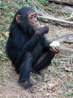 Chimpanzee, Common.jpg