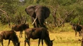 Elephants Antelopes and Warthogs.jpg (75 KB)