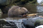 European-beaver-79519.jpg