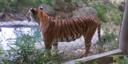 Fresno Chaffe Zoo Tiger
