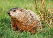 Groundhog