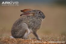 Hare, Cape.jpg