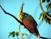 Hoatzin