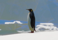 King-penguin-planet-zoo