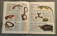 Macmillan Animal Encyclopedia for Children (28)