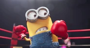 Phil minion boxing