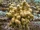 Yellow Finger Coral
