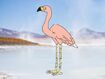 Andean Flamingo