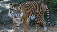 Smithsonian's National Zoo Sumatran Tiger