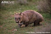 Southern-hairy-nosed-wombat.jpg