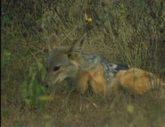 Black-Backed Jackal as Telly Monster