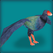 Takahe (Endangered)