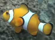 WMSP Clownfish