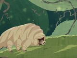 Water Bear