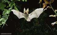 Brown long-eared bat 1