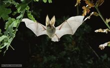 Brown long-eared bat 1.jpg