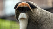 De Brazza's Monkey as Paralititan