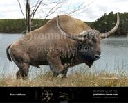 Giant Bison