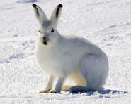 Hare, Arctic