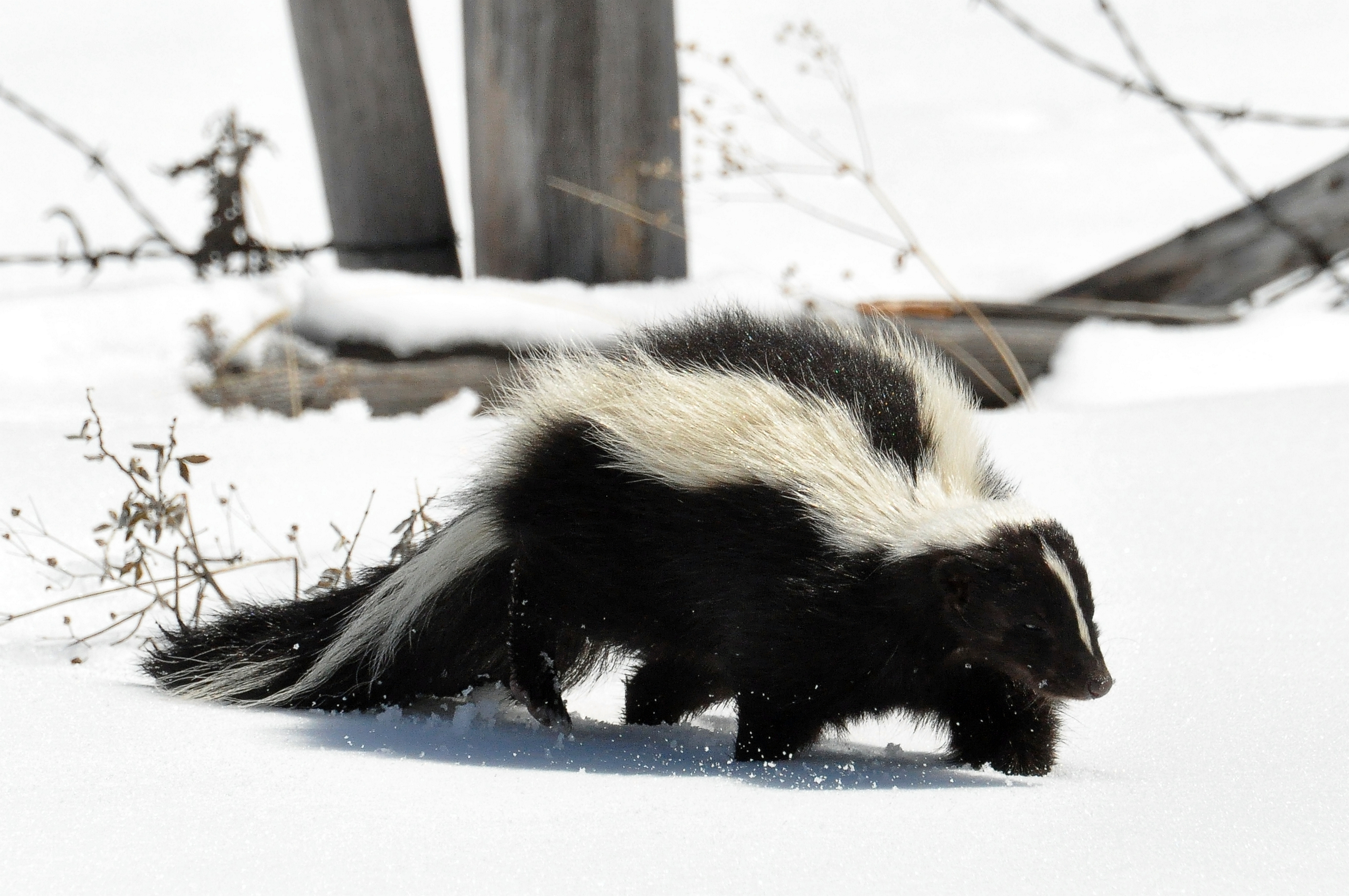 Skunk The Parody Wiki