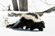 Striped Skunk as Molly