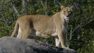 Seneca Zoo Lioness