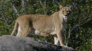 Seneca Zoo Lioness.png (1.09 MB)