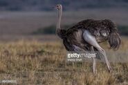 Female Southern Ostrich as Mrs. Potato Head