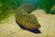 Asian swamp eel.jpg