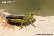 Common-green-grasshopper.jpg