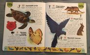 Endangered Animals Dictionary (10)