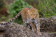 Indian Leopard (V2).jpg