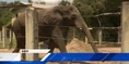 Jacksonville Zoo Elephant.png (1.87 MB)
