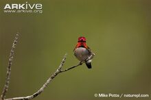 Male-bee-hummingbird-in-breeding-plumage.jpg