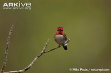 Male-bee-hummingbird-in-breeding-plumage.jpg