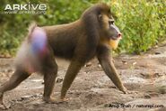 Mandrill