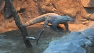 Minnesota Zoo Komodo Dragon