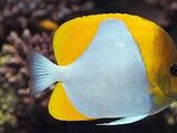 Pyramid Butterflyfish