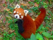 Red Panda (AKA Red Bearcat or Lesser Panda)
