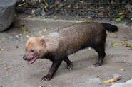 Bushdog