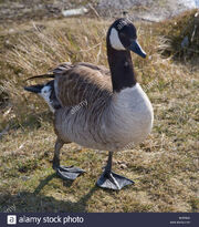 Canada goose.jpg