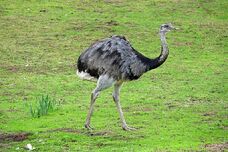 Greater rhea.jpg
