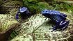 Blue Poison Dart Frog