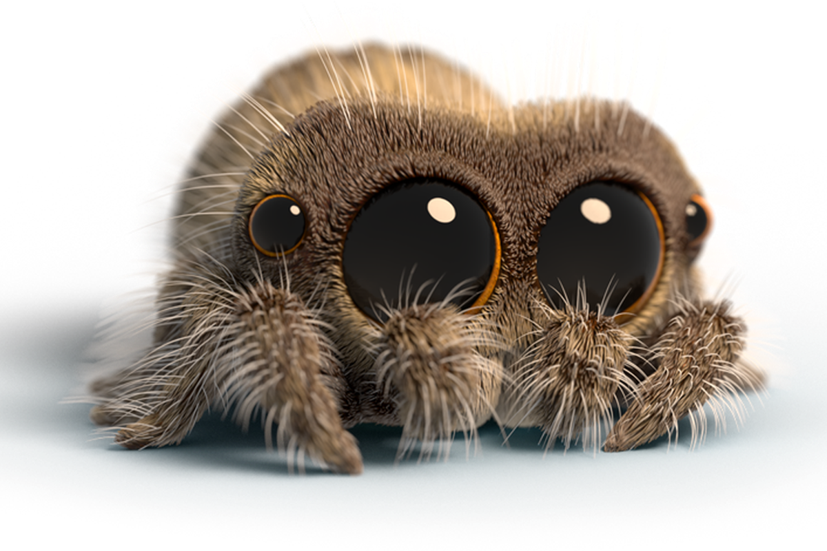 Spider thanks. Паук стеатода паутина. Смешной паучок. Кипрский тарантул. Spider thanks.