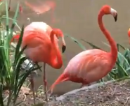 Phelidelphia Zoo Flamingos